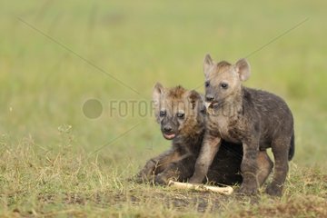 Young spotted hyenas and bones Masai Mara Kenya