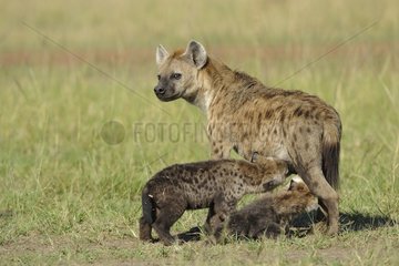 Spotted hyena suckling her young Masai Mara Kenya
