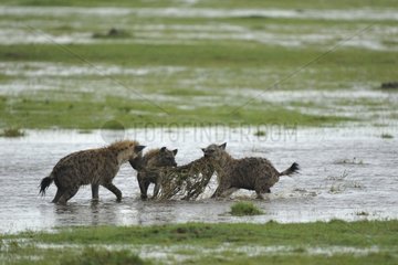 Spotted hyenas playing in the water Masai Mara Kenya