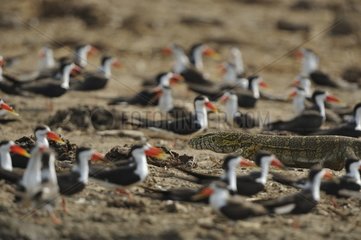 Nile monitor lizard in the middle of Black Skimmers Uganda