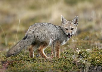 South American Gray fox Pali Aike Patagonia Chile
