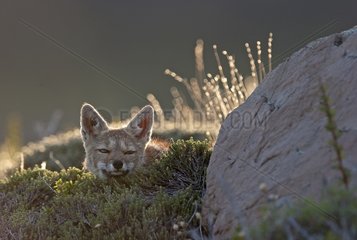 South American Gray fox Torres del paine Patagonia Chile
