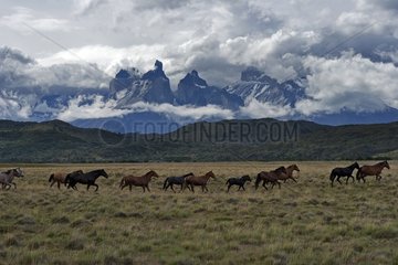 Herd of horses Torres del Paine Patagonia Chile