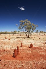 Termite mound in the outback Queensland Australia