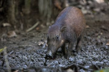 Celebes warty pig in the mud Sulawesi Forest Nantu