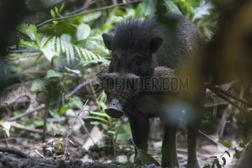 Celebes warty pig in wood Sulawesi Forest Nantu