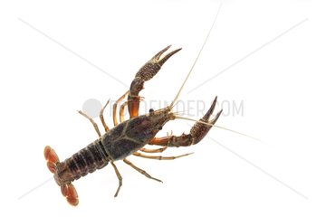 Red Swamp Crayfish on white background