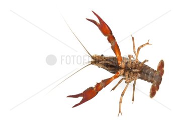 Red Swamp Crayfish on white background