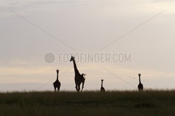 Masai giraffes at dusk in the Masai Mara NR Kenya