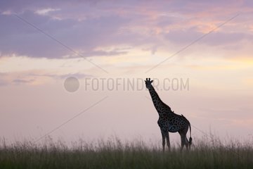 Masai giraffe at dusk in the Masai Mara NR Kenya