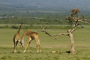 Masai giraffes male fighting in the Masai Mara NR Kenya