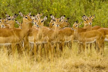 Impalas herd under the rain in the Masai Mara RN in Kenya
