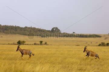 Topis during the dry season Masai Mara RN in Kenya