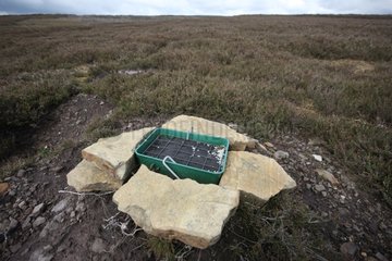 Grit trays for worming Willow Ptarmigan in North Yorkshire
