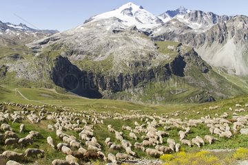 Sheep to the Massif de la Grande Motte France Alps