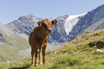 Cow pastures Alps France