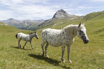 Mare and foal in alpine Alps France