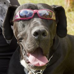 Portrait of Dog with sunglasses Alpes France