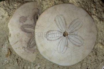Fossile Seeigel Saumur Frankreich