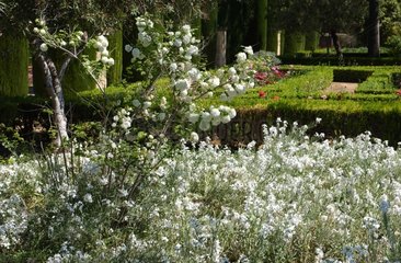 Jardin blanc