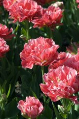 Tulipe double tardive 'Jetset'