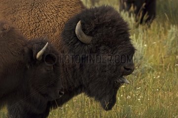 Bison vocalizing during rut and tending female Wyoming USA