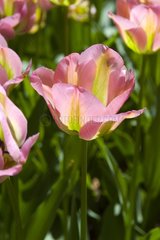 Tulipe viridiflora 'Hollywood'