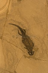 Fossile Amphibiendeutschland