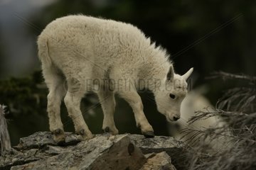 Young Mountain Goat on a rock Montana USA