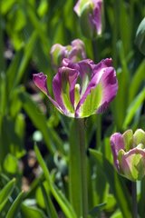 Tulipe viridiflora 'Nightrider'
