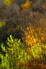 Image motion effect on autumn foliage in a forest