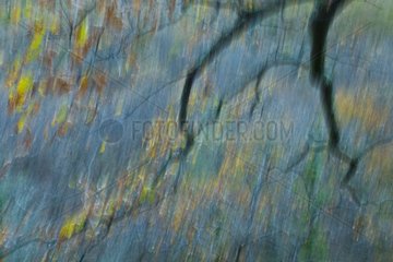 Image motion effect on autumn foliage in a forest