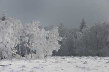 Fagne Malchamps in winter - Ardennes Belgium