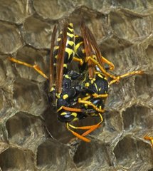 Trophallaxis between two European Paper Wasps New York USA