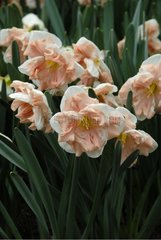 NARCISSUS 'APRICOT WHIRL'
