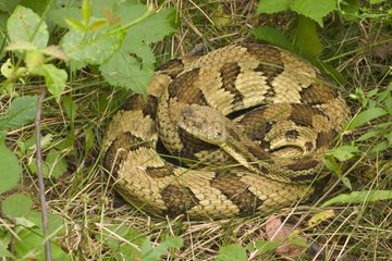 Male Timber Rattlesnake coiled up USA