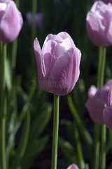 Tulipe simple tardive 'Elsie'