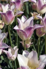 Tulipe fleur de lis 'Cistula'