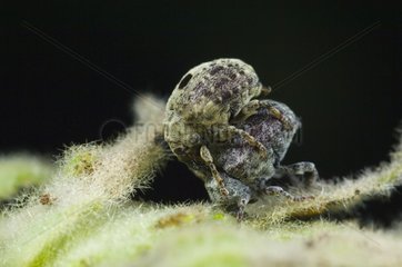 Weevil in mating game Sweden in June