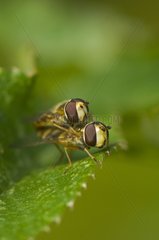 Hoverflies mating Denmark in August