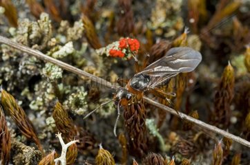 Ant Queen with wings Billund in Denmark