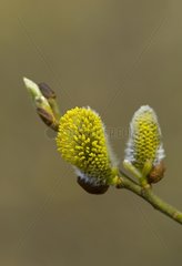 Pussy Willow Denmark in April