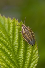 Bug in Mols Denmark in July