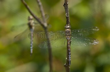 Migrant Hawker resting Denmark in August