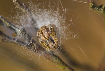 A Spider from Melby in Denmark April