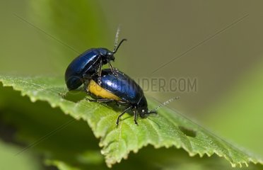 Leaf Beetle mating Denmark in May