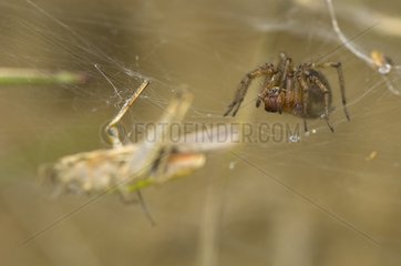 Labyrinth Spider approaches its pray a grasshopper Denmark