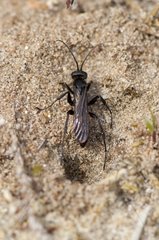 Black Banded Spider Wasp Melby Overdrive Denmark in May