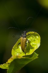 Longhorn Beetle male from Fensmarkskov Denmark