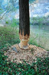 Tree eaten by a Eurasian Beaver along the Rhone France